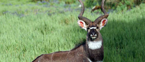 Mountain nyala. Photo: A. Nelson