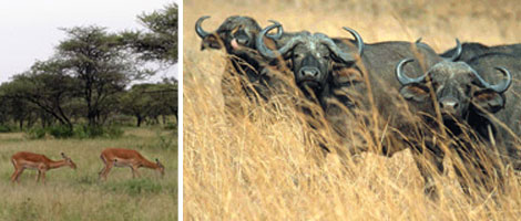 La chasse en Tanzanie